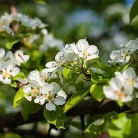 Pear Trees - Conference (Pyrus communis 'Conference') 2
